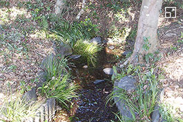 正春酒造の水