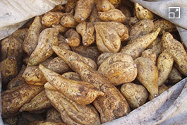 サツマイモは地元産の「黄金千貫」を主原料に使用