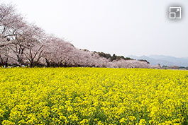 西都原